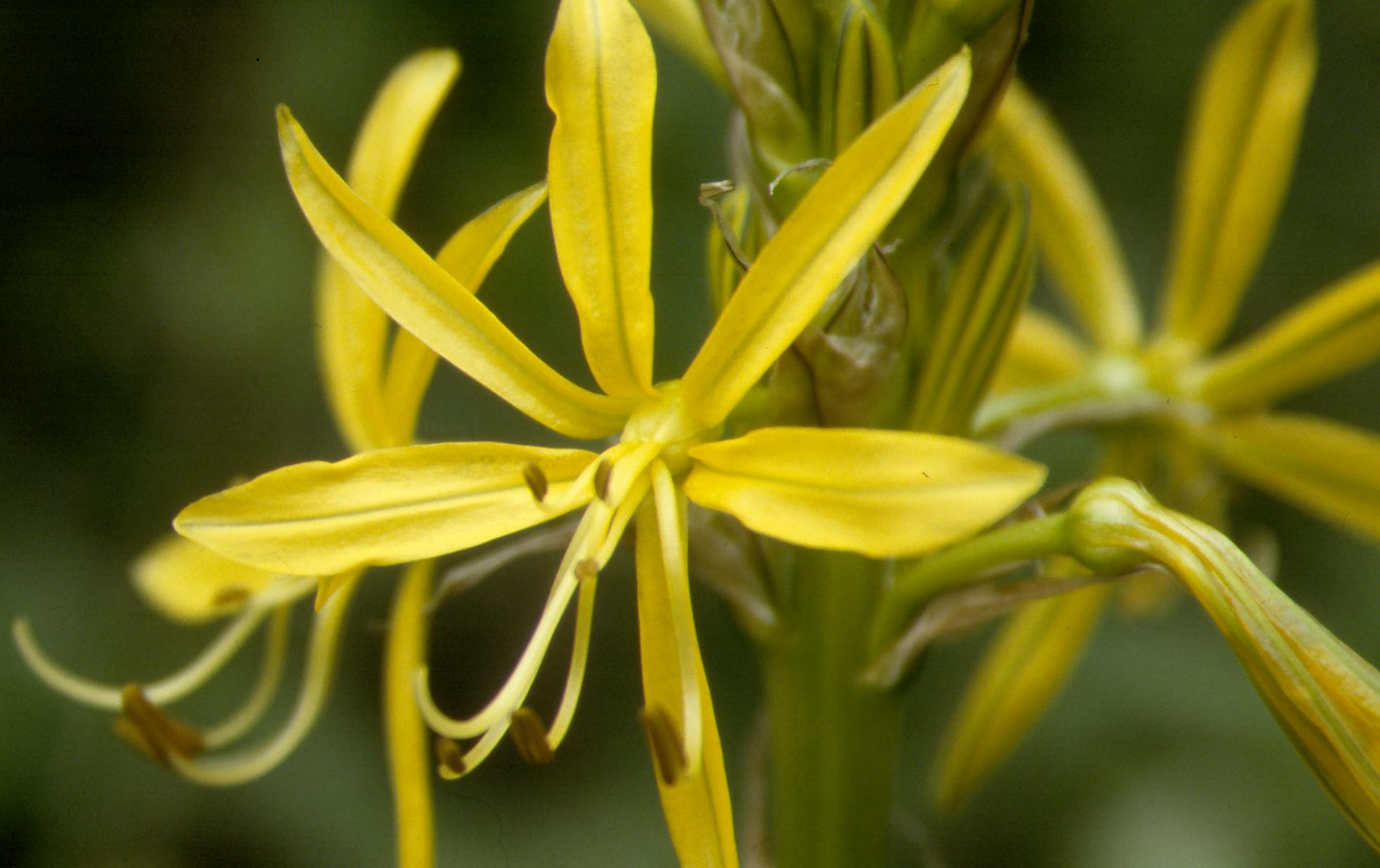 Asphodeline lutea in Abruzzo